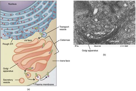 The organelle contains lipids, lipoproteins, and phospholipids. The Cytoplasm and Cellular Organelles | Anatomy and ...