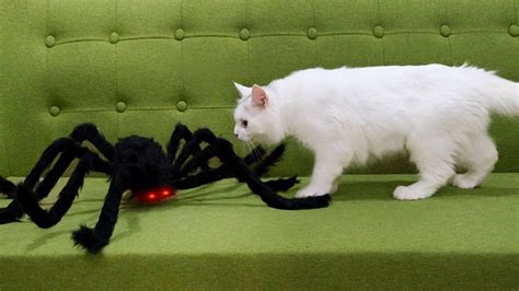 Cats Vs Spider Youtube