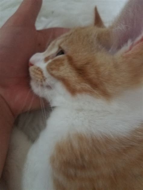 My Kitten Has A Large Bump On His Nose Thecatsite