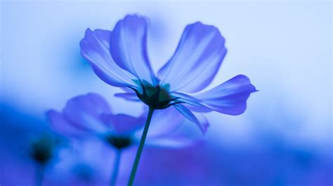 ❤ get the best blue flower wallpaper on wallpaperset. Download 3840x2160 wallpaper blue flowers, cosmos, blur ...
