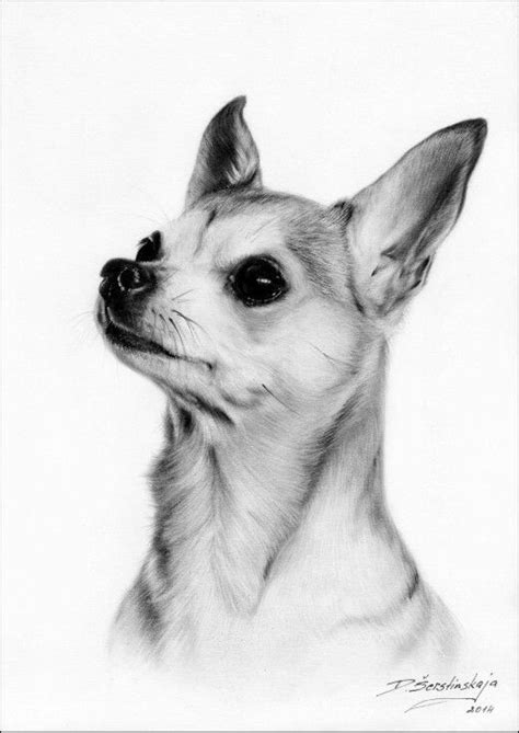 Pin By April Dikty Ordoyne On Dogs Chihuahua Drawing Baby Animal
