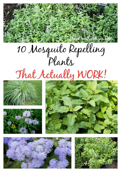 10 Plants That Repel Mosquitoes - Plant Instructions