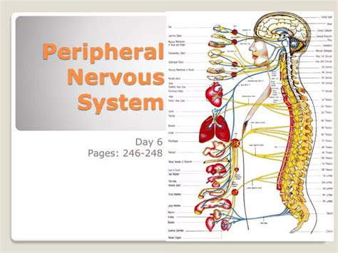 Ppt Peripheral Nervous System Powerpoint Presentation Free Download