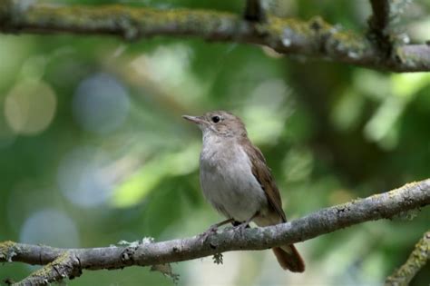 What Is A Group Of Nightingales Called Nightingales Collective Nouns