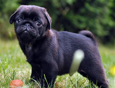 Pin By Bailey Puggins The Pug On Black Pug Puppies Black Pug Puppies