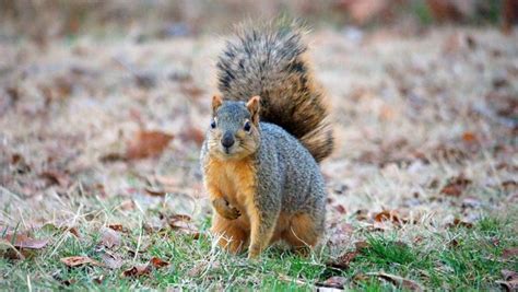 2-Foot Tall Squirrels Caught on Camera in North Carolina, View Pic of