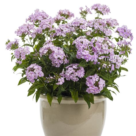 Growing Phlox In Pots Plant Addicts