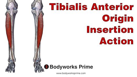 Tibialis Anterior Anatomy Origin Insertion And Action Youtube