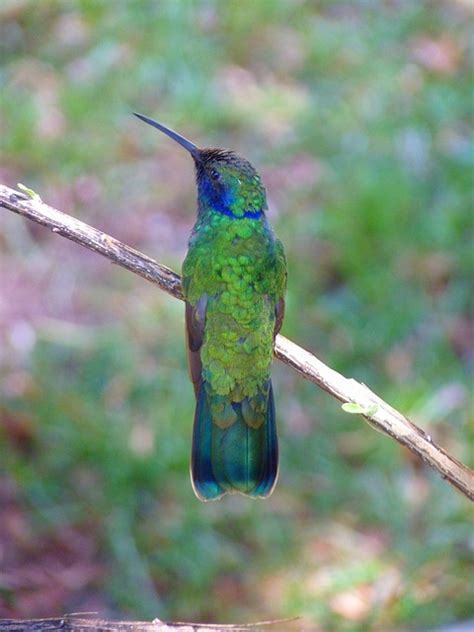 Iridescent Birds The Garden And Patio Home Guide