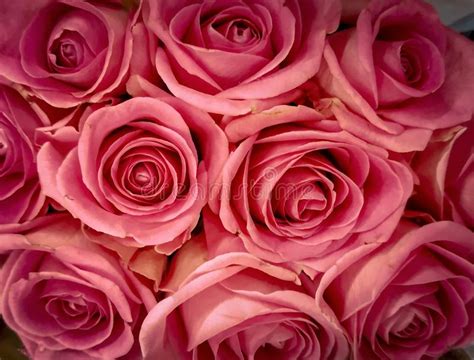 Fresh Beautiful Pink Rose Flowers For Background Usage Image Stock