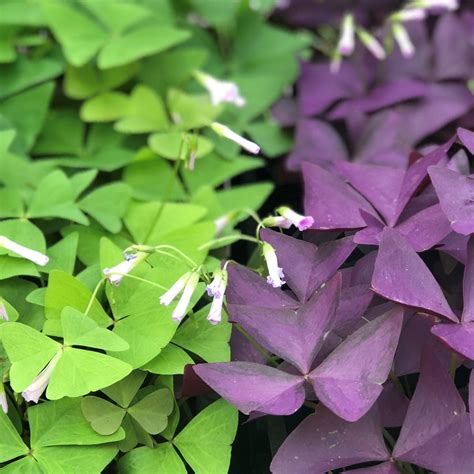 Shamrock Oxalis Bulbs For Sale Triangularis And Regnelli Easy To
