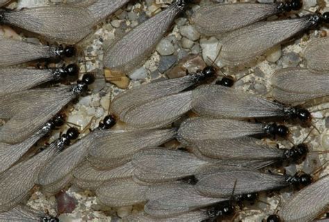 Termiter Svärmar I Florida Ufifas Pest Alert Rob Kettenburg