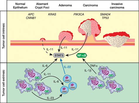 Cytokines In The Tumor Microenvironment Promote Colorectal Cancer