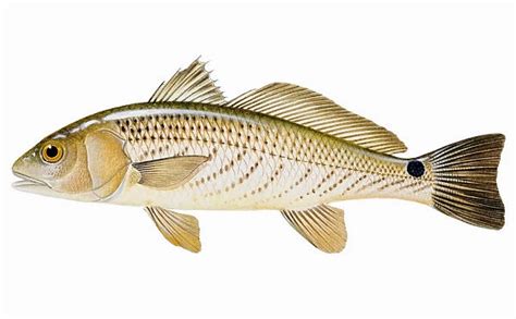 White Sea Bass Atractoscion Nobilis Species Of Croaker