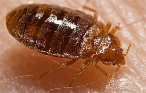 Do Bed Bugs Crawl On Walls And Ceilings An Expert Guide