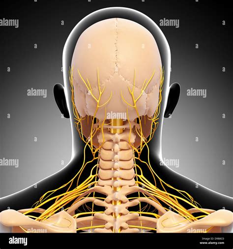 Nervous System Diagram Stock Photos And Nervous System Diagram Stock