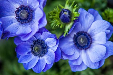 Anemone Flower Care Guide How To Grow Anemone Flowers 2023