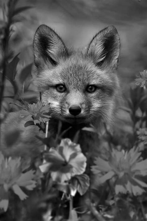 Black And White Cute Fox Nature Photography Retro