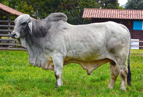 What Is A Brahman Cattle Religions Facts