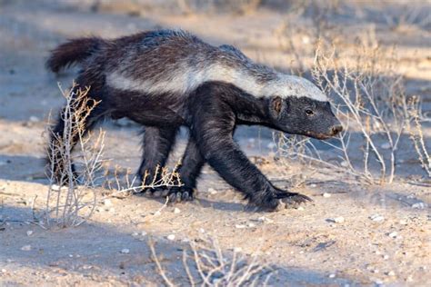 21 Fun Facts About Honey Badgers The Worlds Most Fearless Animals