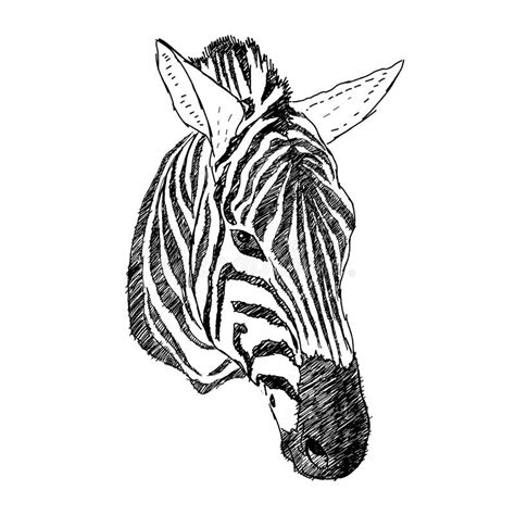 Hand Drawn Illustration Of Zebra Head Realistic Sketch Stock Vector