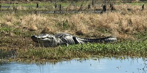Best Places To See Alligators