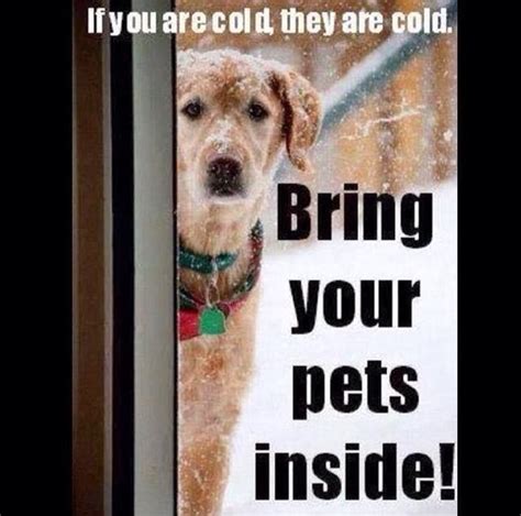 Star Dog Bring Your Pets Inside If You Are Cold They Are