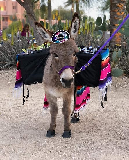what is a beer burro azbeerburro