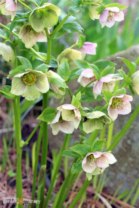How To Plant Care For And Grow Hellebores For Stunning Early Blooms