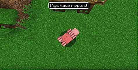10 Things You Didnt Know About The Minecraft Pigs Minecraft