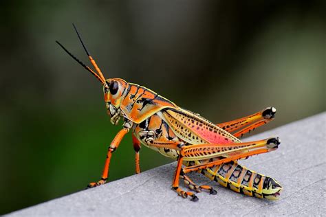 Mitcheci Photos Florida The Orange Grasshopper