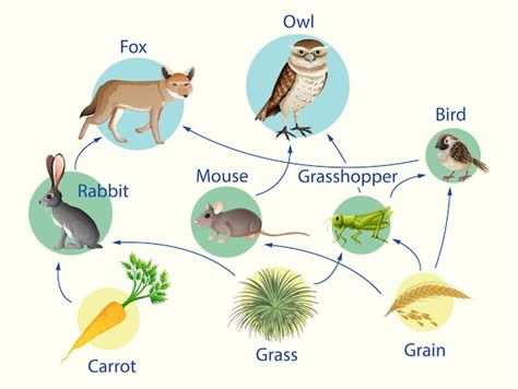 Free Vector Education Poster Of Biology For Food Webs And Food Chains