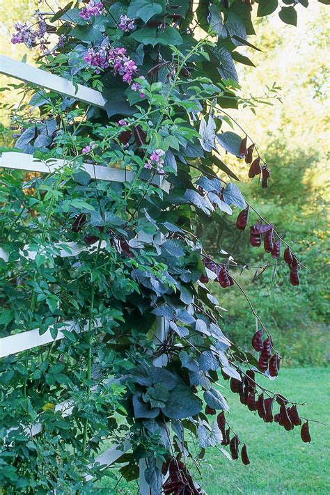 Choose vines that climb by tendrils or by twining to cover garden. 12 Fast-Growing Flowering Vines - Best Wall Climbing Vines ...