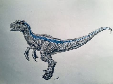 Blue The Velociraptor Velociraptor Drawing Dinosaur Tattoos Blue Jurassic World