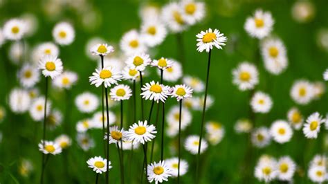 White Daisies Field High Quality Hd Wallpaper Preview