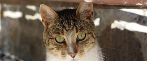 Free Barn Cat Adoptions Humane Society Of Huron Valley