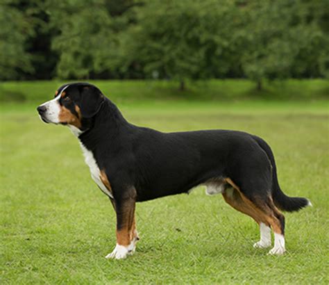 Are Entlebucher Mountain Dogs Good With Other Dogs