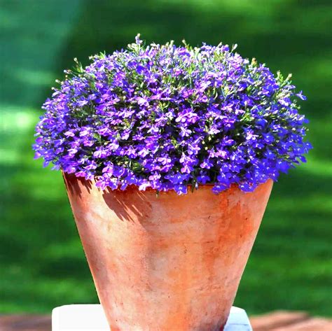 Buy 1000 Mix Creeping Thyme Seeds For Planting Thymus Serpyllum