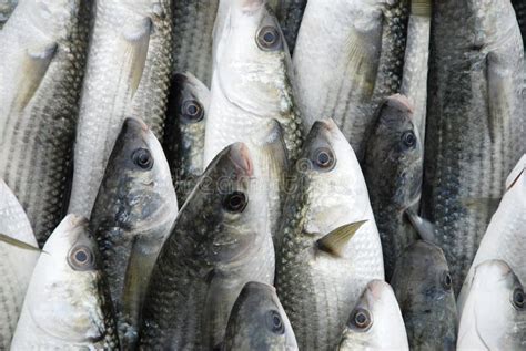 Fresh Fish Stock Image Image Of Fang Fresh Outlay 16630615