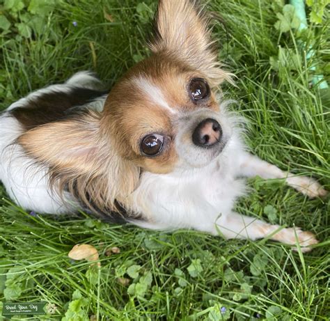 Stud Dog Teacup Chihuahua Papillon F 35lbs Breed Your Dog
