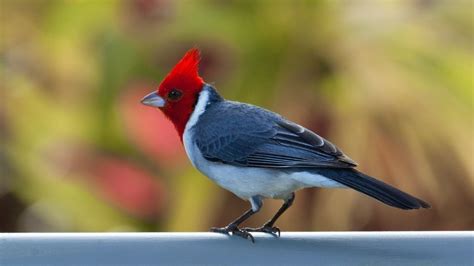The Most Common Types Of Cardinal Birds In The Us