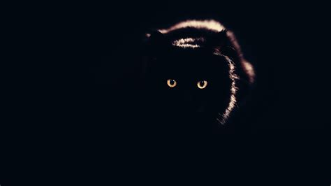 Maybe you would like to learn more about one of these? Download Black Cat Laptop Wallpaper In UHD 4K ...0046