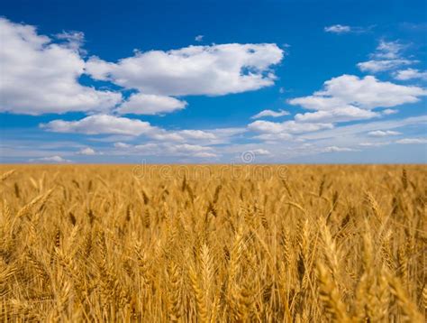 Summer Golden Wheat Field Under A Blue Cloudy Sky Stock Image Image