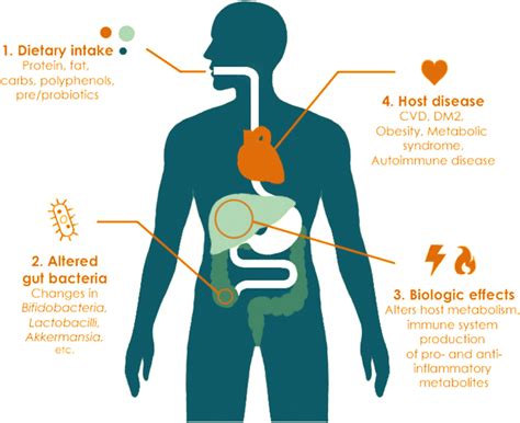 Impact Of Diet On The Gut Microbiome And Human Health Download