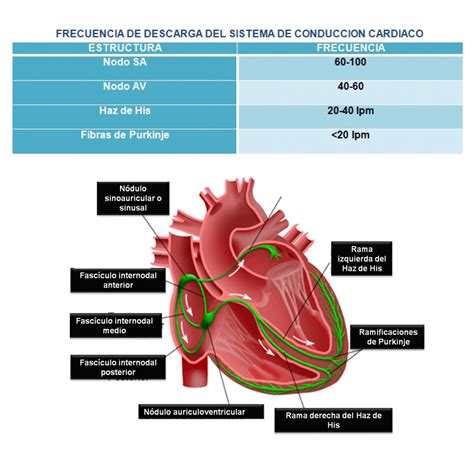 K ️⚕ On Twitter El Sistema De Conducción Cardiaco Son Las Estructuras Desde Donde Se Produce Y