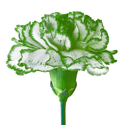 Green White Carnation Flower Isolated On A White Background Close Up