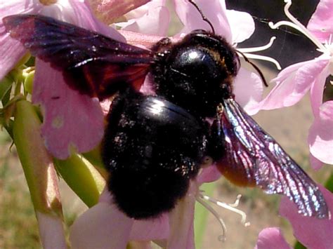 Xylocopa Black Bumble Bee A Photo On Flickriver