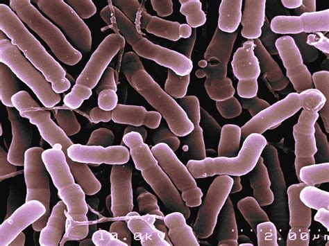Bifidobacterium Longum Rosell 175 Cfm Co Farmaceutica Milanese