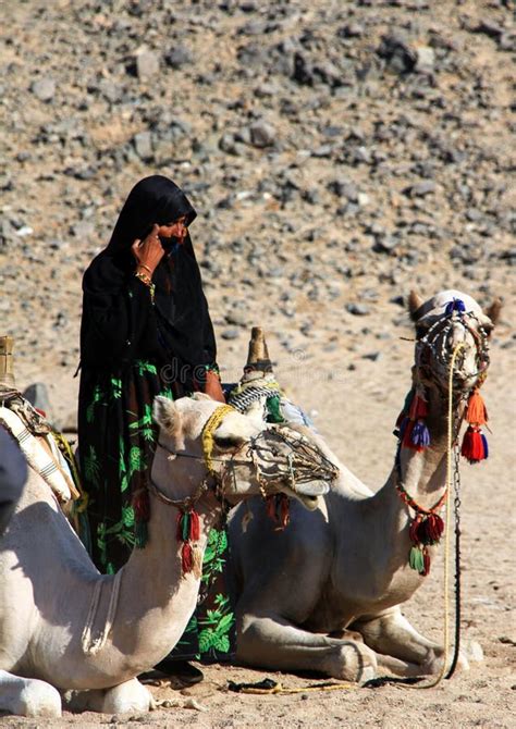 Camellos Y Norias De La Mujer En El Camello De Pushkar Justo Imagen De