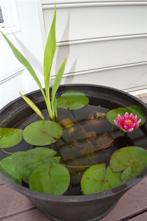 Growing Water Lily In A Container Whats Ur Home Story